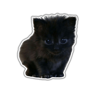 black cat kitty PNG