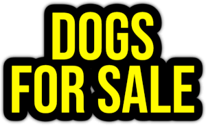 dogs for sale PNG