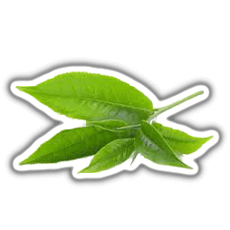 green tea leaves PNG