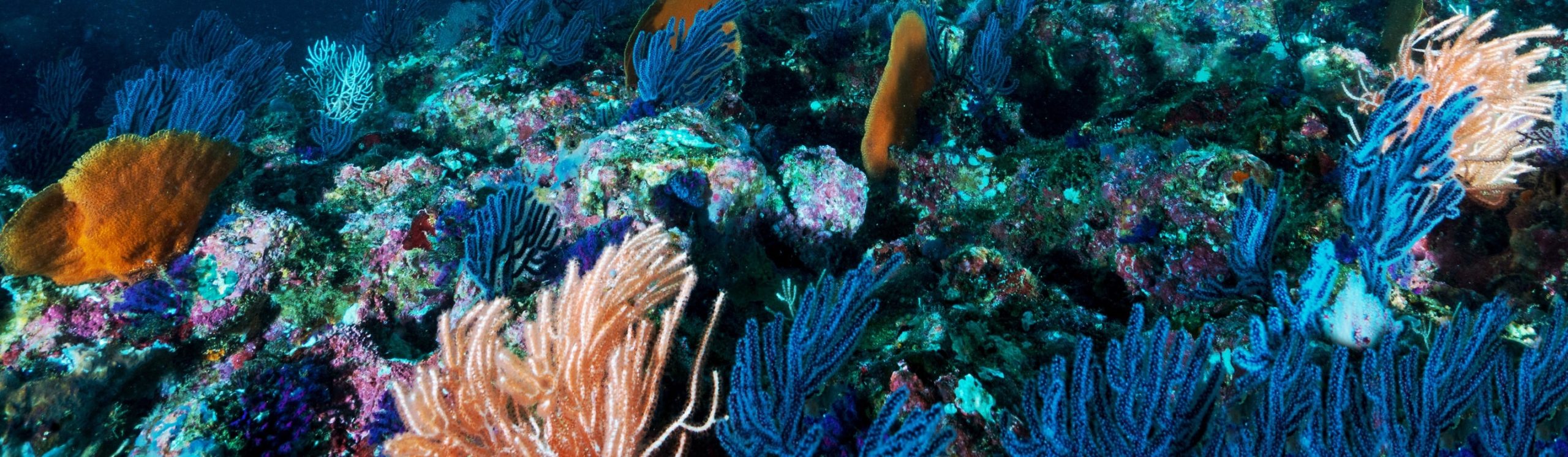 sea fish underwater drone