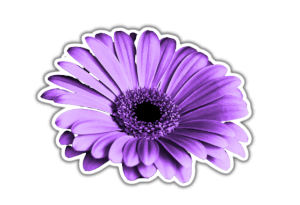 purple flower PNG